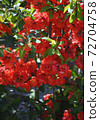 kuomu的花朵（模糊） 72704758