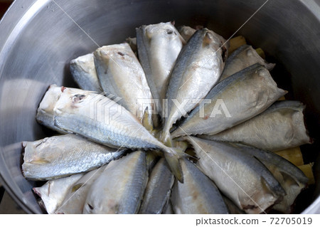 fresh rastrelliger or mackerel fish, fresh rastrelliger or mackerel fish, 72705019