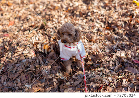 Toy poodle red 72705024