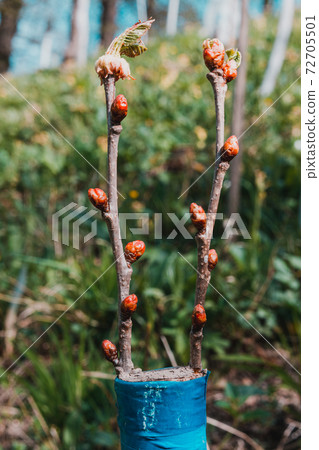 Grafting young fruit trees in spring, young tree sprouts. 72705501