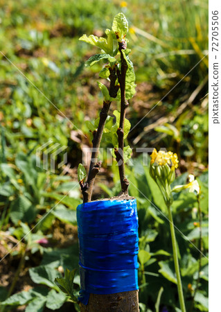 spring grafting of fruit trees, rootstock and rootstock in the photo close up. 72705506