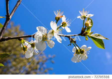 cherry blossom on sky background close up, delicate white flower petals. cherry blossom on sky background close up, delicate white flower petals. 72705508