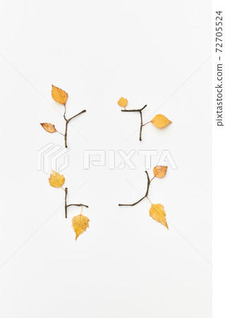 Autumnal leaves and twigs 72705524