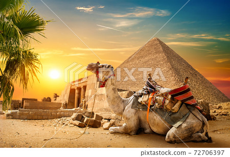 Camel rests near ruins 72706397