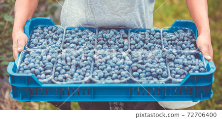 Freshly picked blueberries on the farm, food concept Freshly picked blueberries on the farm, food concept 72706400