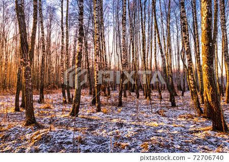 Sunset or sunrise in a birch grove with the first winter snow. Rows of birch trunks. Sunset or sunrise in a birch grove with the first winter snow. Rows of birch trunks. 72706740