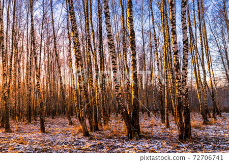 Sunset or sunrise in a birch grove with the first winter snow. Rows of birch trunks. Sunset or sunrise in a birch grove with the first winter snow. Rows of birch trunks. 72706741