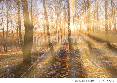 Sunrise in a birch grove with the first winter snow on earth. Rows of birch trunks in the fog and the sun's rays passing through them. Sunrise in a birch grove with the first winter snow on earth. Rows of birch trunks in the fog and the sun's rays passing through them. 72706789