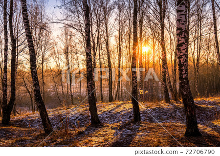 Sunset or sunrise in a birch grove with the first winter snow. Rows of birch trunks with the sun's rays passing through them. Sunset or sunrise in a birch grove with the first winter snow. Rows of birch trunks with the sun's rays passing through them. 72706790