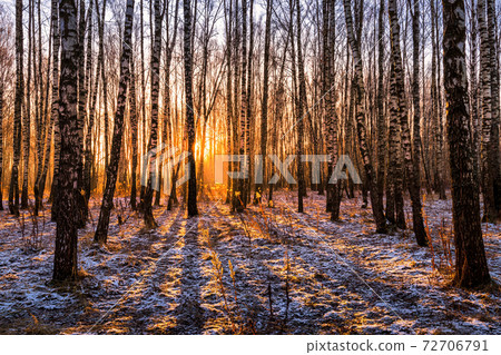 Sunset or sunrise in a birch grove with the first winter snow. Rows of birch trunks with the sun's rays passing through them. 72706791