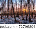 Sunset or sunrise in a birch grove with the first winter snow. Rows of birch trunks with the sun's rays passing through them. 72706804