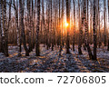 Sunset or sunrise in a birch grove with the first winter snow. Rows of birch trunks with the sun's rays passing through them. 72706805