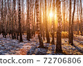 Sunset or sunrise in a birch grove with the first winter snow. Rows of birch trunks with the sun's rays passing through them. 72706806