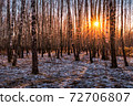 Sunset or sunrise in a birch grove with the first winter snow. Rows of birch trunks with the sun's rays passing through them. 72706807