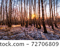 Sunset or sunrise in a birch grove with the first winter snow. Rows of birch trunks with the sun's rays passing through them. 72706809