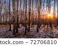 Sunset or sunrise in a birch grove with the first winter snow. Rows of birch trunks with the sun's rays passing through them. 72706810