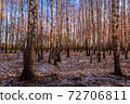 Sunset or sunrise in a birch grove with the first winter snow. Rows of birch trunks. 72706811