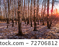 Sunset or sunrise in a birch grove with the first winter snow. Rows of birch trunks with the sun's rays passing through them. 72706812