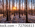 Sunset or sunrise in a birch grove with the first winter snow. Rows of birch trunks with the sun's rays passing through them. 72706813