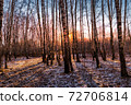Sunset or sunrise in a birch grove with the first winter snow. Rows of birch trunks with the sun's rays passing through them. 72706814