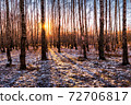 Sunset or sunrise in a birch grove with the first winter snow. Rows of birch trunks with the sun's rays passing through them. 72706817