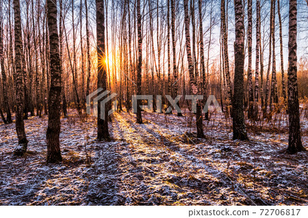 Sunset or sunrise in a birch grove with the first winter snow. Rows of birch trunks with the sun's rays passing through them. Sunset or sunrise in a birch grove with the first winter snow. Rows of birch trunks with the sun's rays passing through them. 72706817