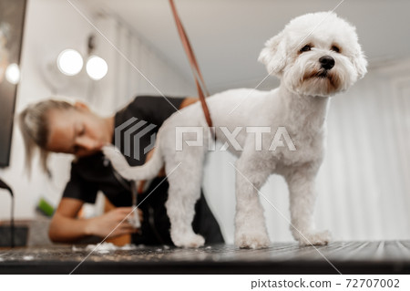 cropped shot of a young blonde pet beautician and white purebred bichon. Grooming of white dog. cropped shot of a young blonde pet beautician and white purebred bichon. Grooming of white dog. 72707002