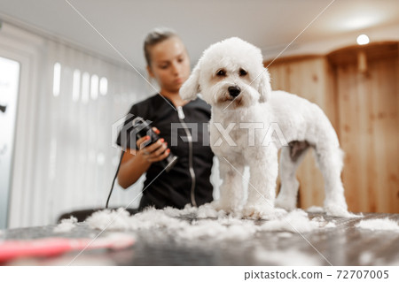 cropped shot of a young blonde pet beautician and white purebred bichon. Grooming of white dog. cropped shot of a young blonde pet beautician and white purebred bichon. Grooming of white dog. 72707005