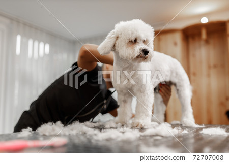 cropped shot of a young blonde pet beautician and white purebred bichon. Grooming of white dog. cropped shot of a young blonde pet beautician and white purebred bichon. Grooming of white dog. 72707008
