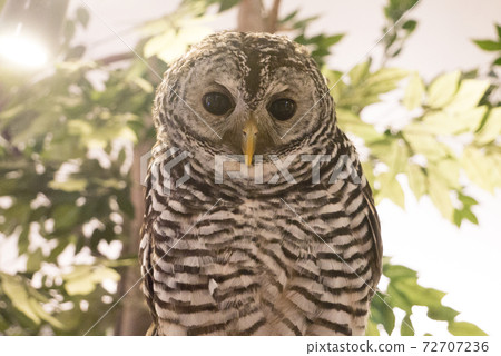 Owls in a cafe where you can interact with animals 72707236