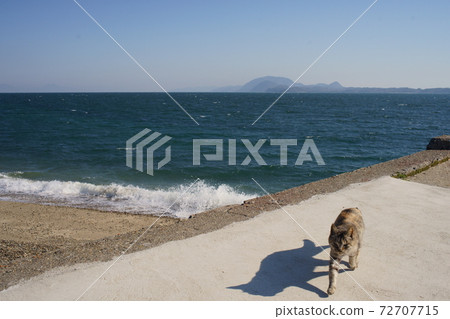 Yushima's cat 72707715