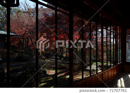 <Tokyo> Maples of the Former Asakura Family 72707761