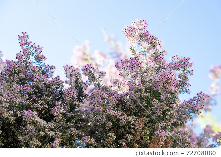 Erica japonica tree and flowers, looking up from below Erica japonica tree and flowers, looking up from below 72708080
