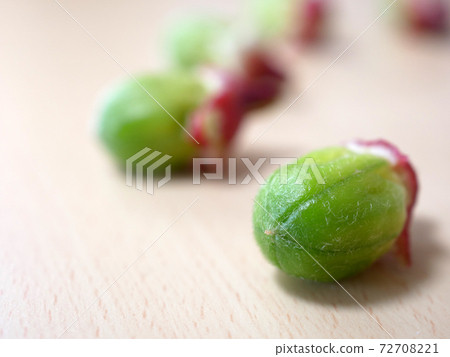 Rosel(芙蓉茶的原料)種子 Rosel(芙蓉茶的原料)種子 72708221