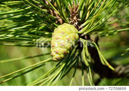 Young pork cutlet 72708609