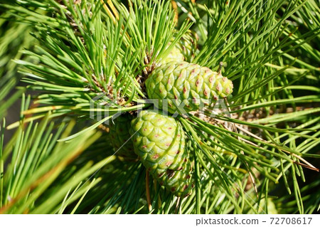 Young pork cutlet 72708617