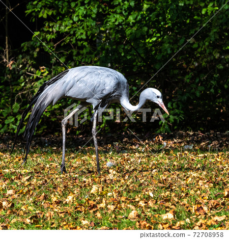 The Blue Crane, Grus paradisea, is an endangered bird 72708958