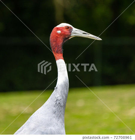 Sarus crane, Grus antigone also known as Indian sarus crane 72708961