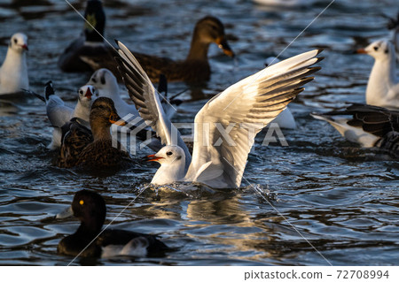 The European Herring Gull, Larus argentatus is a large gull 72708994
