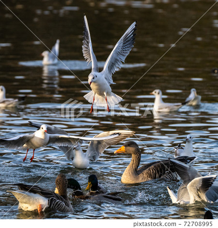 The European Herring Gull, Larus argentatus is a large gull 72708995