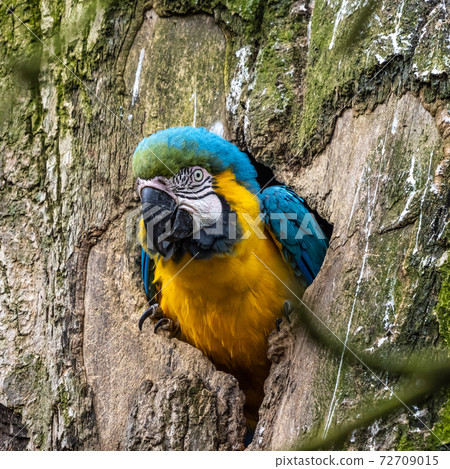 The Blue-and-yellow Macaw, Ara ararauna is a large South American parrot 72709015