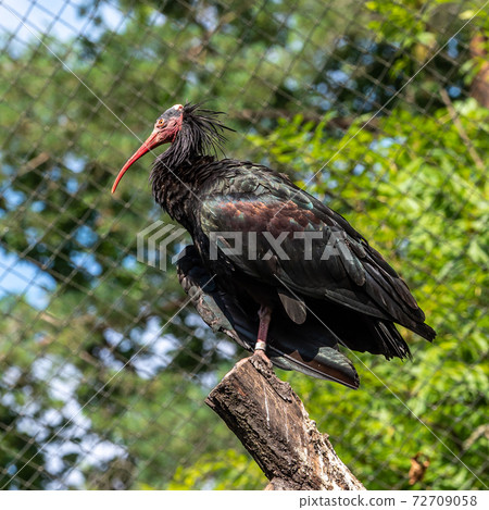 Northern Bald ibis, Geronticus eremita in the zoo 72709058