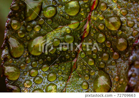 Close up green and red rose leaf with water drops Close up green and red rose leaf with water drops 72709663