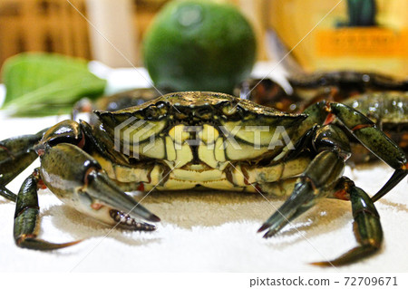 Close up alive crab on the table with white wine and avocado Close up alive crab on the table with white wine and avocado 72709671