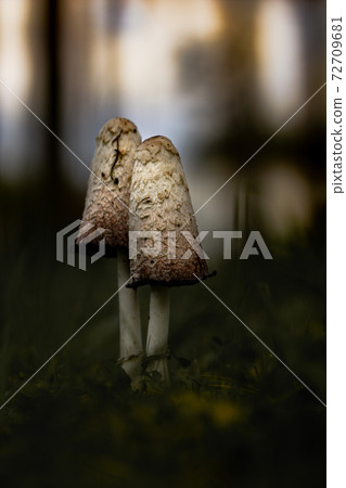 Two edible coprinus comatus on dark sunset background Two edible coprinus comatus on dark sunset background 72709681