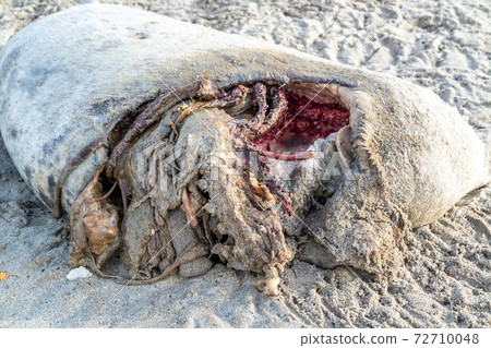 Dead seal carcass washed up at Narin Beach in Portnoo - County Donegal, Ireland Dead seal carcass washed up at Narin Beach in Portnoo - County Donegal, Ireland 72710048
