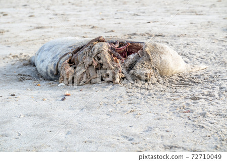 Dead seal carcass washed up at Narin Beach in Portnoo - County Donegal, Ireland Dead seal carcass washed up at Narin Beach in Portnoo - County Donegal, Ireland 72710049