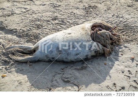 Dead seal carcass washed up at Narin Beach in Portnoo - County Donegal, Ireland Dead seal carcass washed up at Narin Beach in Portnoo - County Donegal, Ireland 72710059