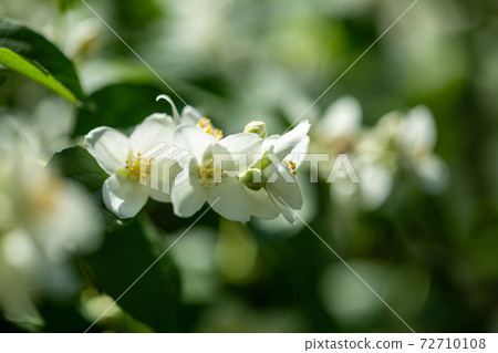 Beautiful blooming jasmine branch with white flowers. 72710108