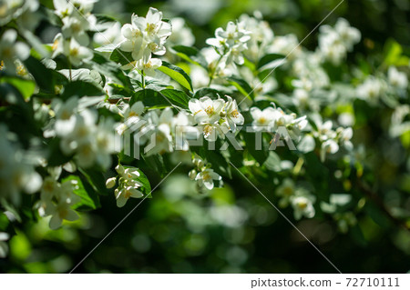 Beautiful blooming jasmine branch with white flowers. Beautiful blooming jasmine branch with white flowers. 72710111
